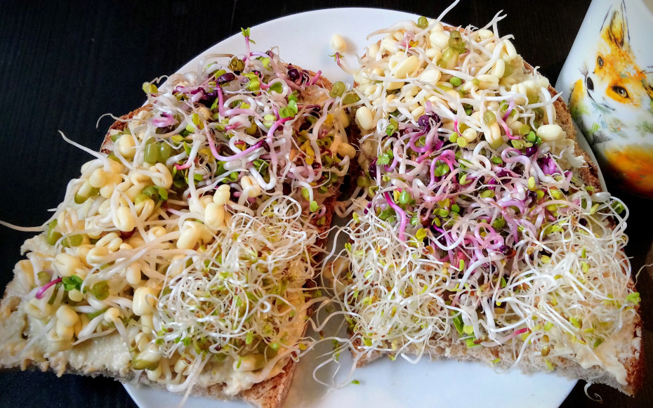 Two slices of bread placed on a plate and covered with appetisingly looking sprouted mung beans, sprouted alfalfa and sprouted radish seeds.